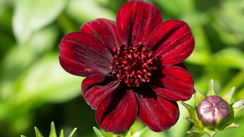Dark red chocolate cosmos flower