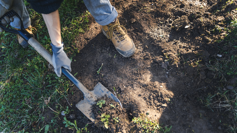 Person digging soil with a shovel