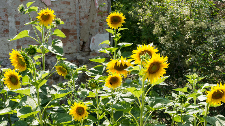 Sunflowers in a garden