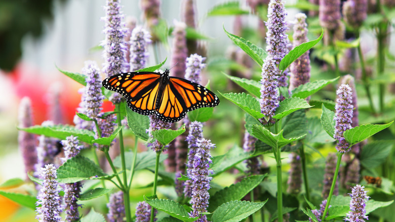a monarch butterfly among anise hyssop flowers