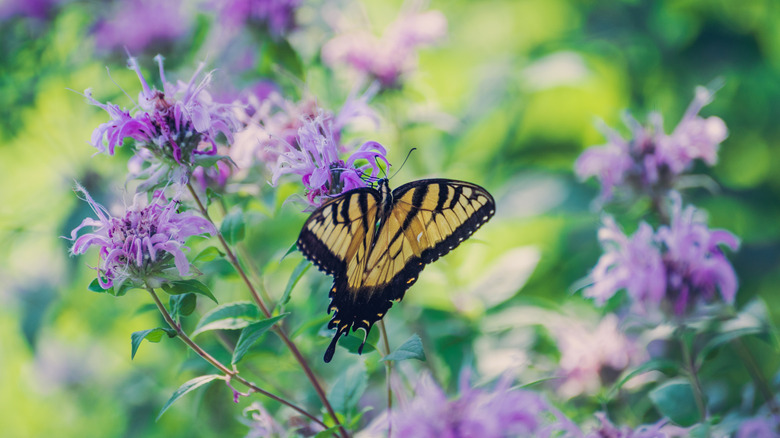 a butterfly on a bee balm flower
