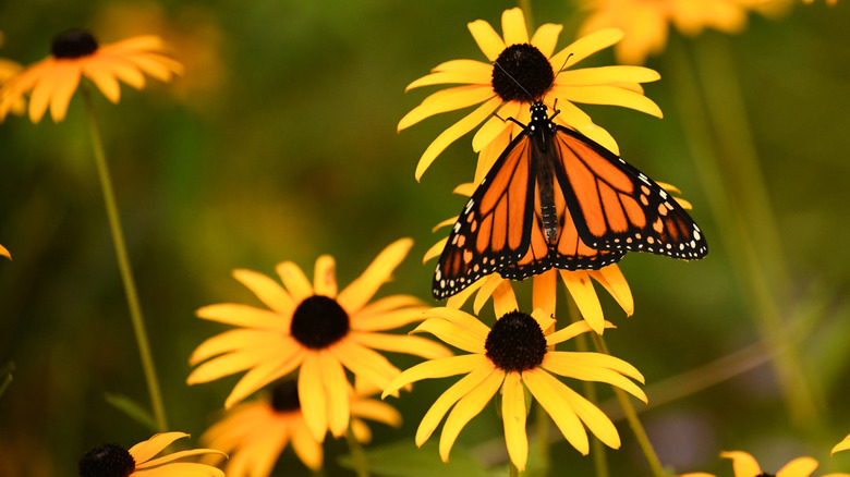 a monarch butterfly sipping nectar from black-eyed Susan flowers