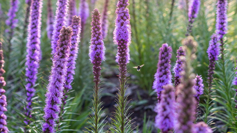 close-up of blazing star flower spikes