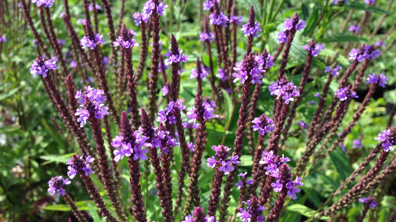 close-up of a blue vervain plant in bloom