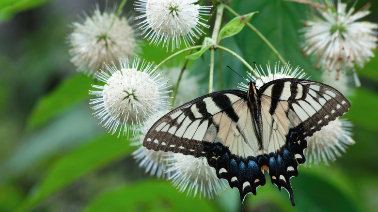a butterfly sitting on a buttonbush flower