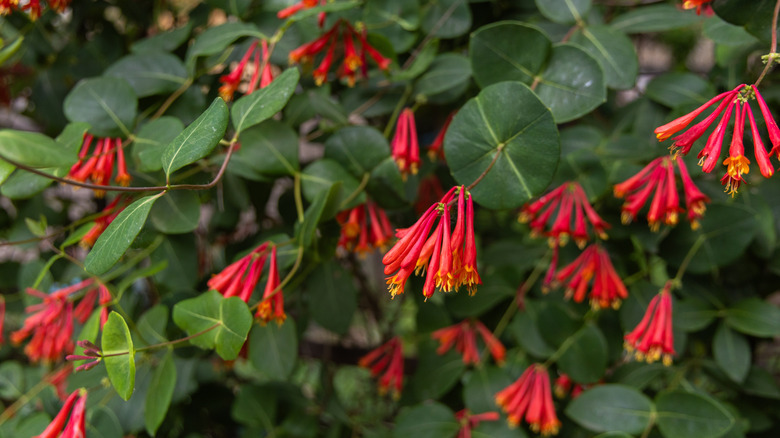 coral honeysuckle growing in the garden
