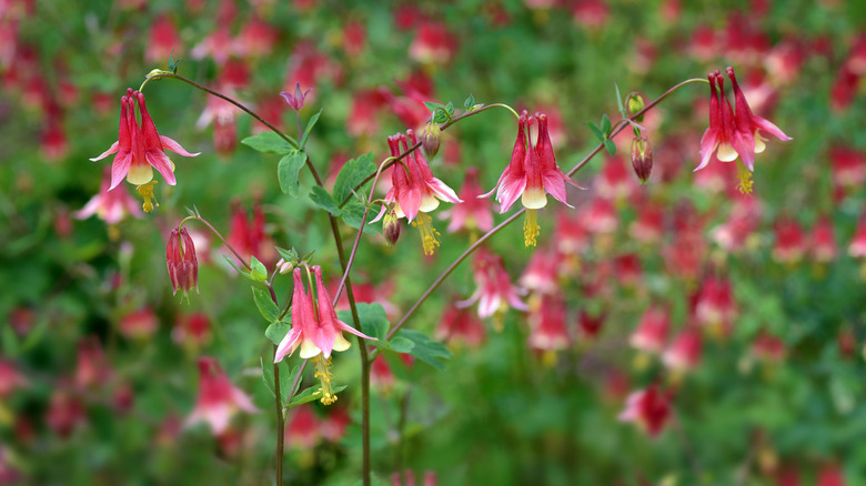 close-up of eastern red columbine flowers