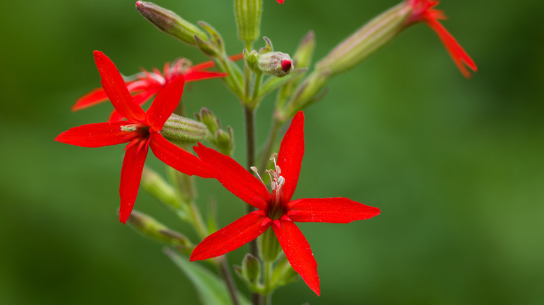 close-up of fire pink flowers