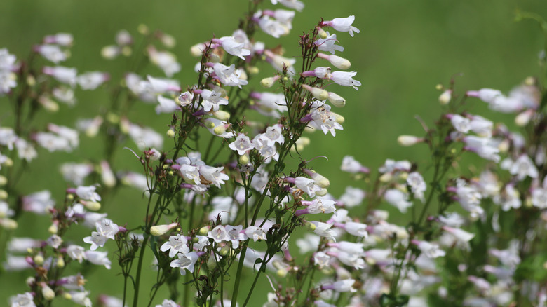 close-up of foxglove beardtongue