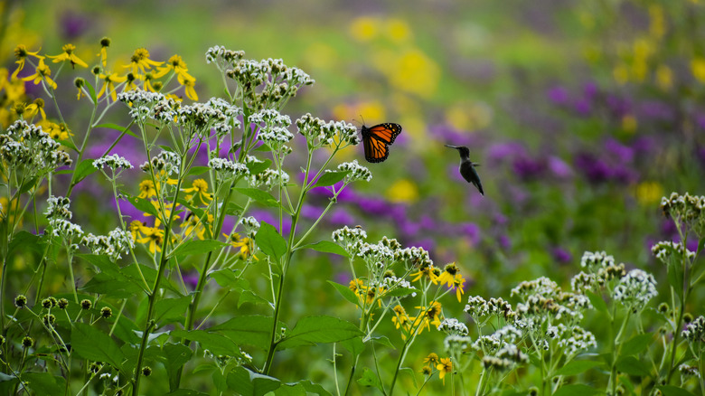 a butterfly and hummingbird in a flower garden