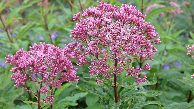 close-up of Joe Pye weed flowers