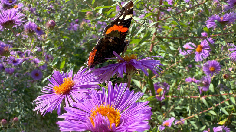 a butterfly sitting on a New England aster flower