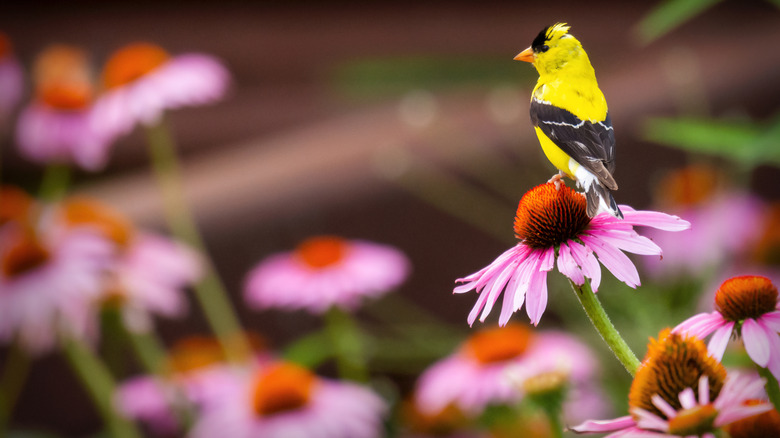 a bird perched on a purple coneflower