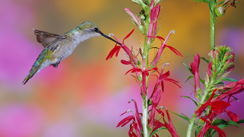 a hummingbird sipping nectar from a scarlet sage flower