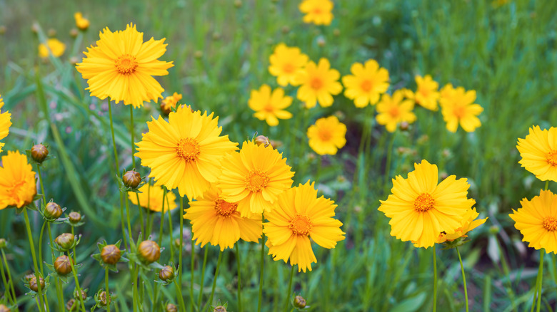 tickseed growing in the garden
