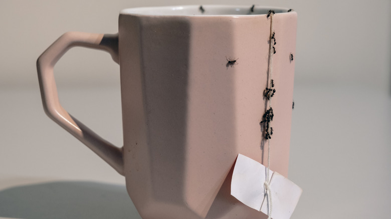 The ants come to drink earl grey one by one in a pink coffee mug with a tea bag hanging out of it.