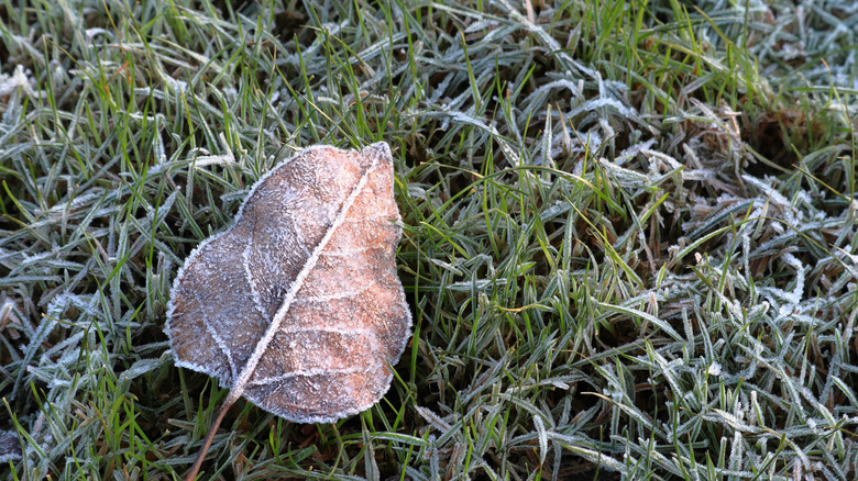 frost on grass and fallen leaf during winter