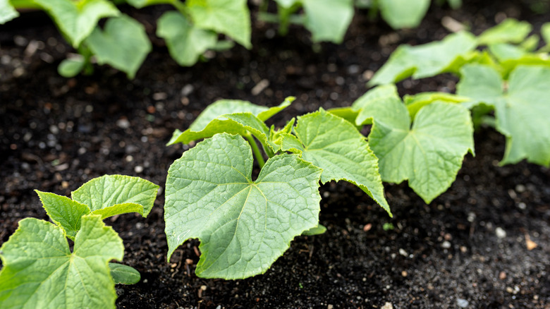 Cucumber plants in rows