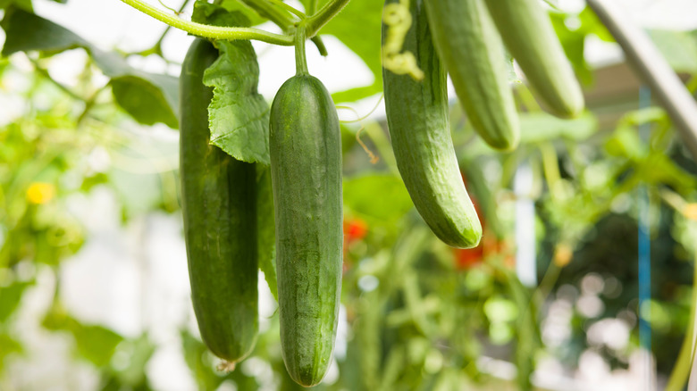 Large cucumbers hanging from vine