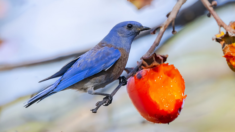 Western bluebird eating a persimmon fruit