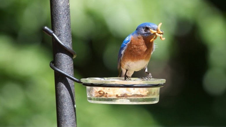 Eastern bluebird taking mealworms from feeder