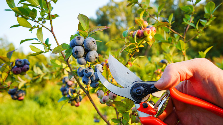A person's hand using a pruning tool to harvest blueberries