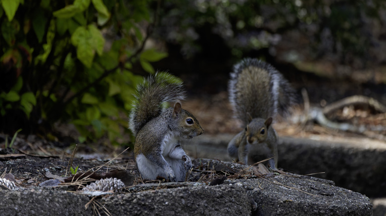 Squirrels in a backyard