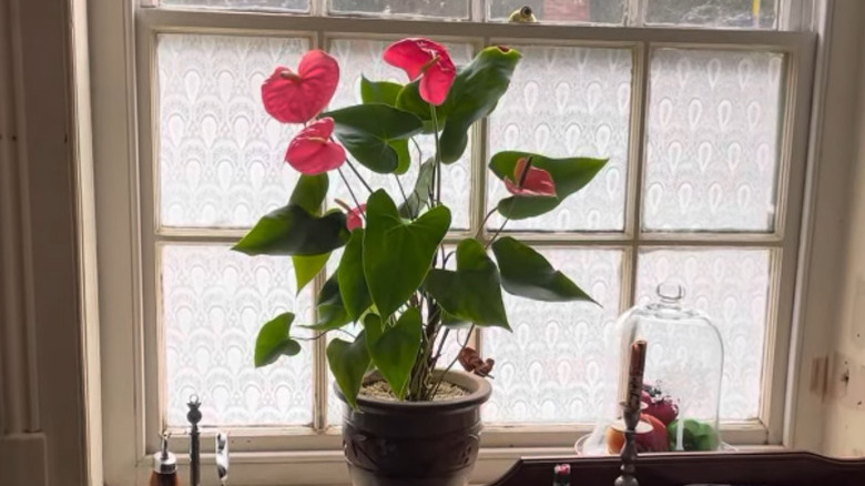 Window panes covered in lace with a potted plant in front