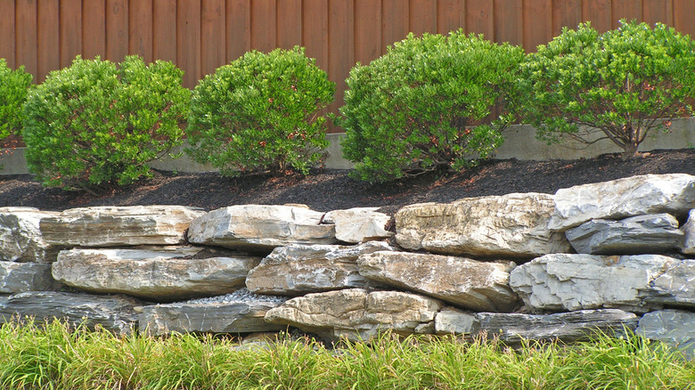 A row of inkberry holly shrubs above a stone wall