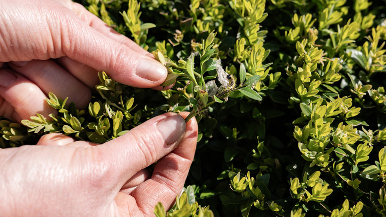 Hands looking at boxwood plant damaged from caterpillars