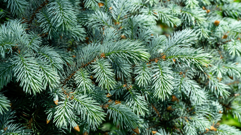 A close up of a Colorado blue spruce tree