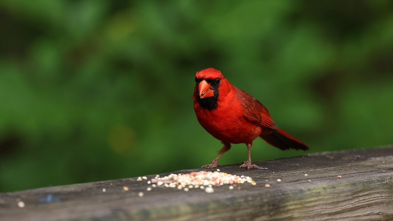 Male northern red cardinal eating scattered seeds