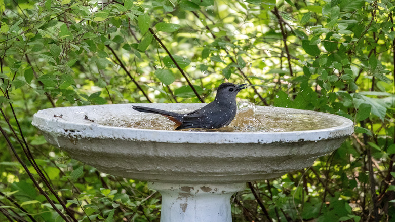 Bird bathing in stone pedestal bird bath