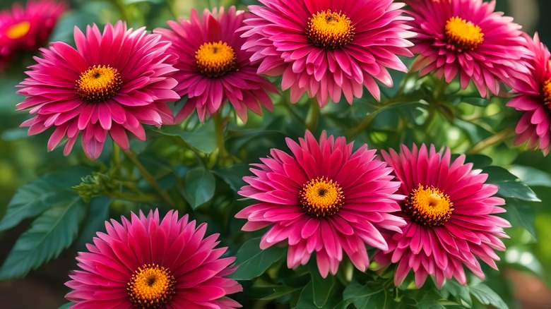 Magenta asters with yellow centers