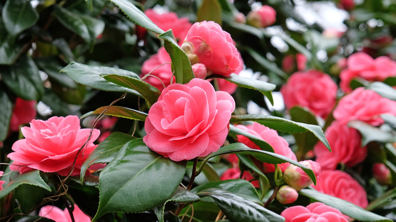 Camellia japonica flowers in bright pink against dark green leaves