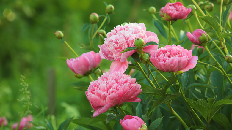 Pink peonies blooming against a green background