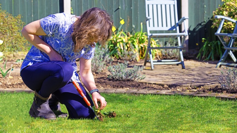 Woman pulling weeds from grassy section of lawn