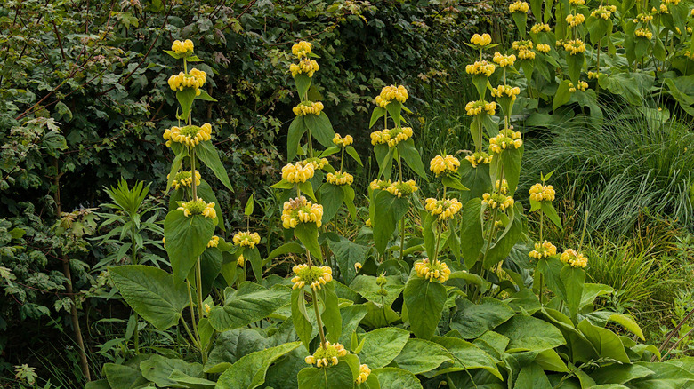 Turkish sage plants with yellow flowers in the garden