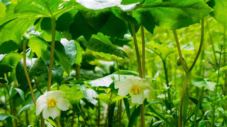close-up of mayapple plants in the sunlight