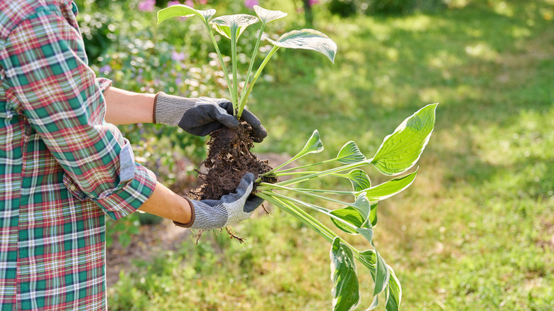 person holding hostas by the roots and soil