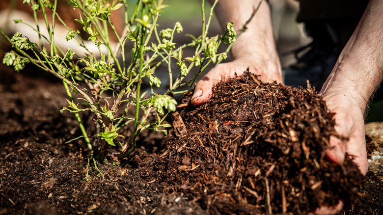 Person spreading mulch around a plant