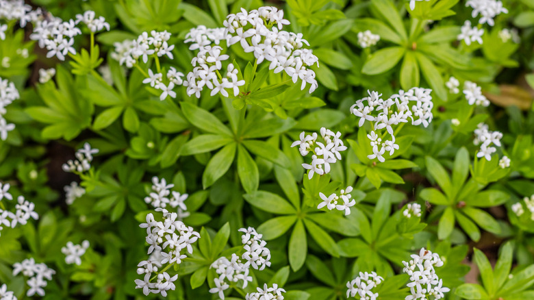 Sweet woodruff plant in bloom