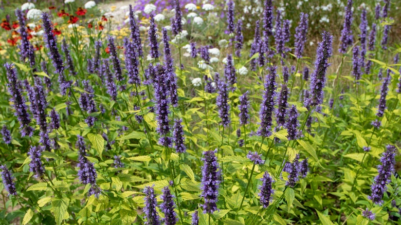 Purple Anise hyssop plant