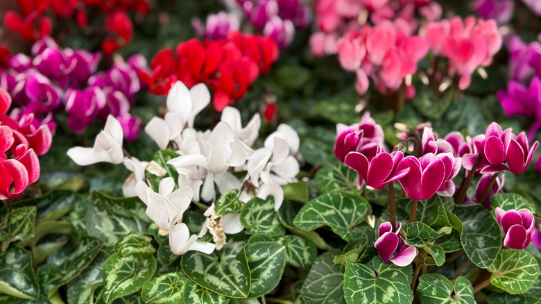 Cyclamen in red, pink and white