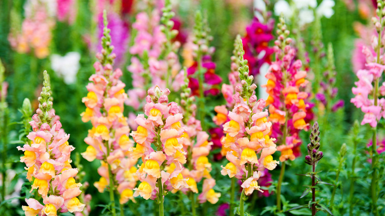 Warm-colored snapdragon flowers in a garden
