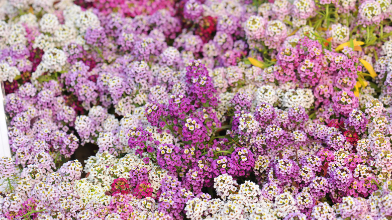 Purple, pink, and white sweet alyssum