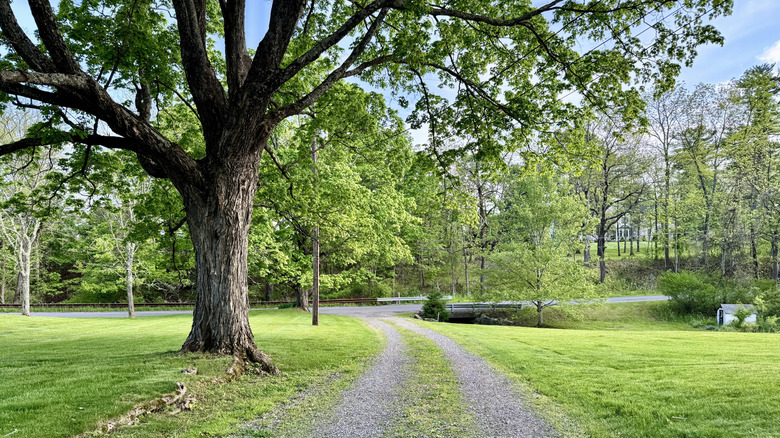 A tree grows next to a gravel driveway full of weeds