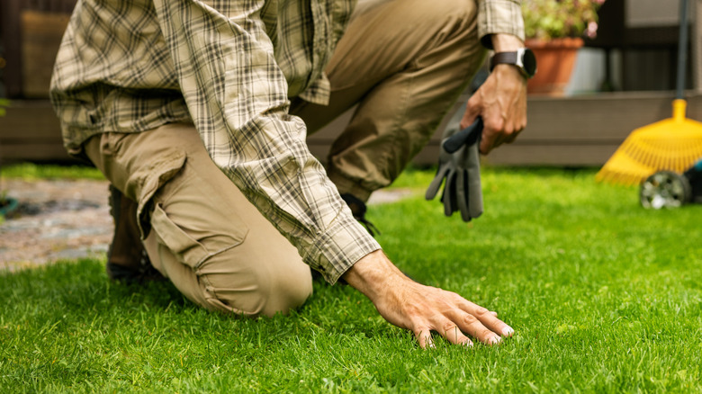 Person touching healthy grass.