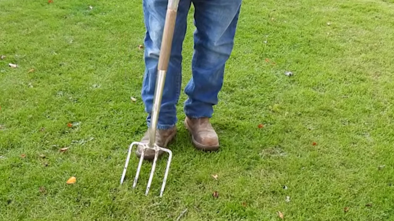 Aerating a lawn with a garden fork