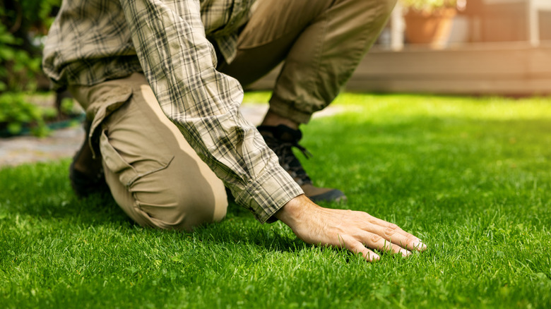 A person putting their hand on a well-maintained lawn.